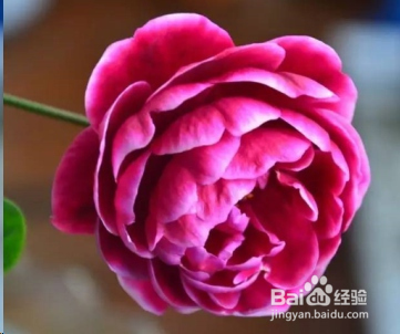 蓝妖：不可错过的经典灌木月季品种介绍