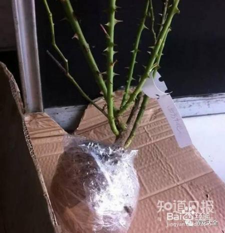 新买来的花怎么养?现在知道还不晚!