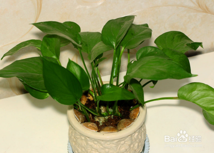 冬天绿萝叶子为何会发黄