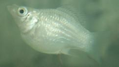 <b>​怎样鉴别和繁殖珍珠玛丽鱼</b>
