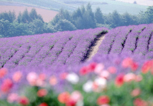 欧洲旅游攻略普罗旺斯花季游