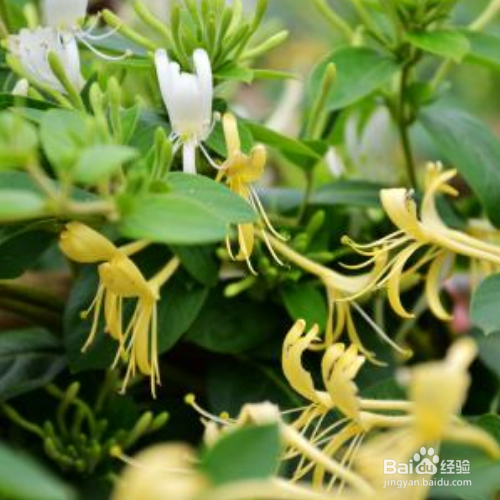 金银花施肥要注意哪些？