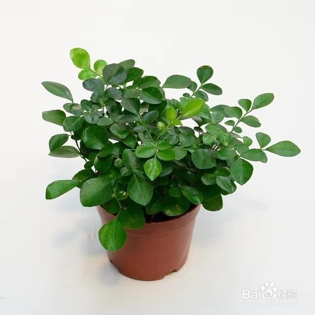 花香胜桂花，阳台上养一盆，天天都有好空气！