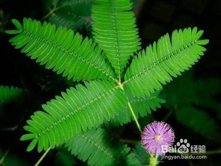 含羞草叶子发黄怎么办