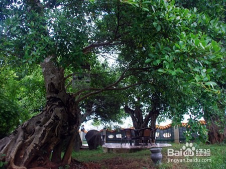 相机拍摄飞鸟技巧