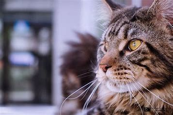 缅因猫好不好养#校园分享#