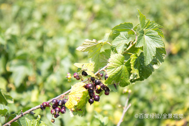 孕期、坐月子能吃黑加仑吗