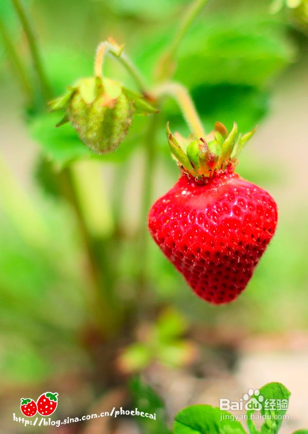 温哥华田园风情草莓采摘(组图)