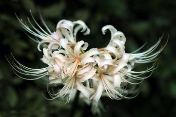 哪些花有毒性