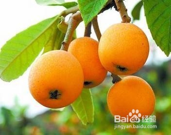 介绍几种瓜果的功效