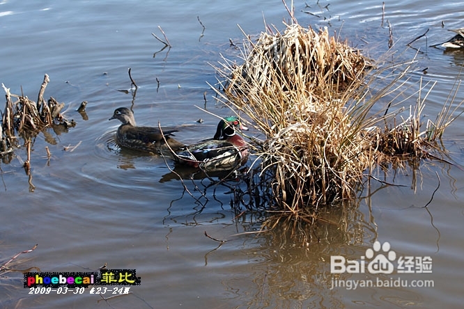 温哥华的如画春天(组图)