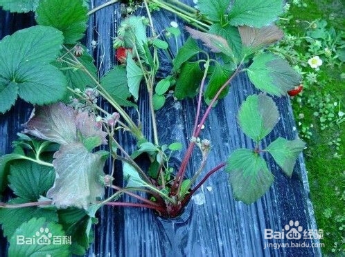 合理治疗草莓炭疽病