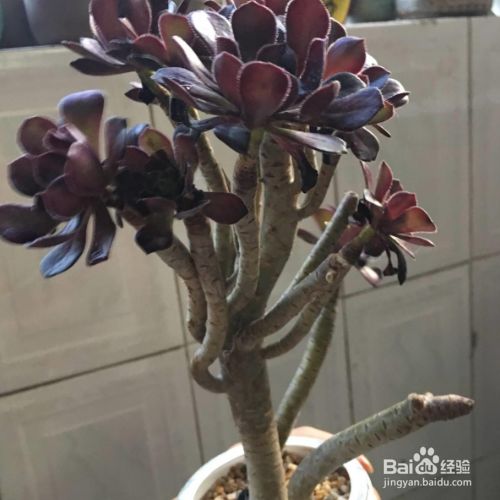 黑法师多肉植物怎么养殖 百度经验 黑法师多肉植物怎么养殖 百度经验