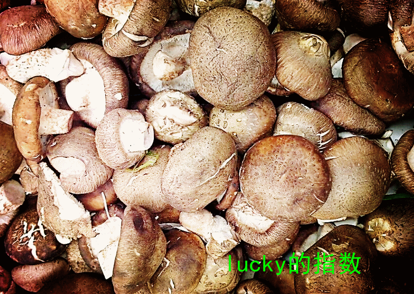 菌类养生的简介