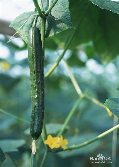 黄瓜的养生作用