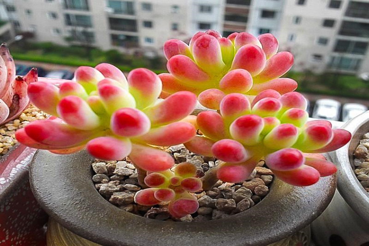 肉肉花怎么养才好