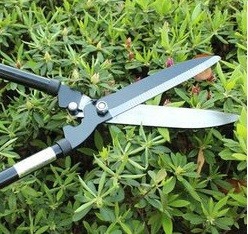 快速繁殖枙子花攻略