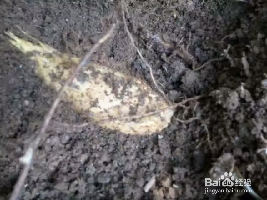 冬笋怎样才能挖到？挖竹笋的技巧