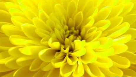 写一段关于菊花的特点