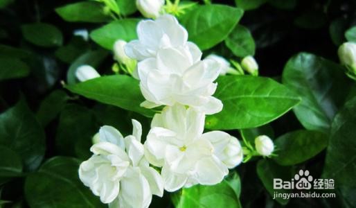 茉莉花的养殖方法及注意事项