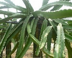 火龙果怎么修剪才结果