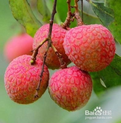 如何挑选荔枝？