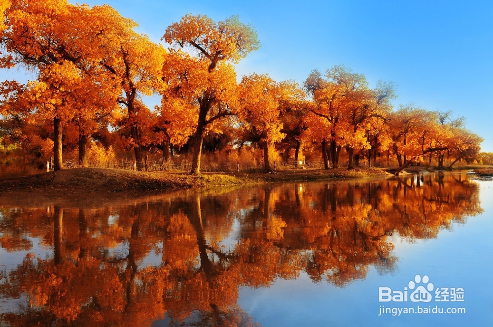 秋天金色胡杨林—额济纳旅游攻略