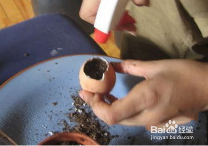 蛋壳微盆栽 你的盆栽竟然比别人的好!