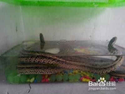 三线蛇怎么养 百度经验