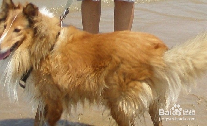 苏格兰牧羊犬饲养方法