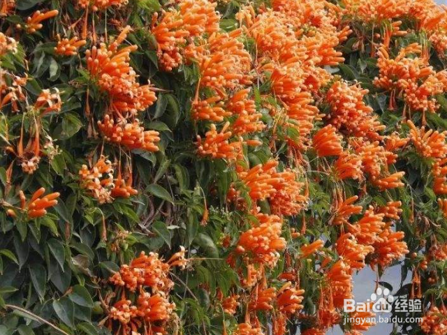 如何养殖炮仗花呢?