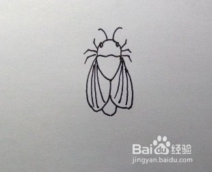 简笔画:怎么画苍蝇