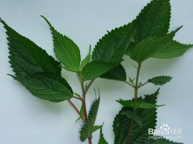 溪黄草有哪些功效和作用?