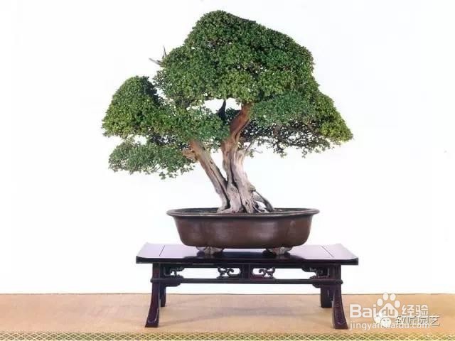 雀梅翻盆后怎样施肥