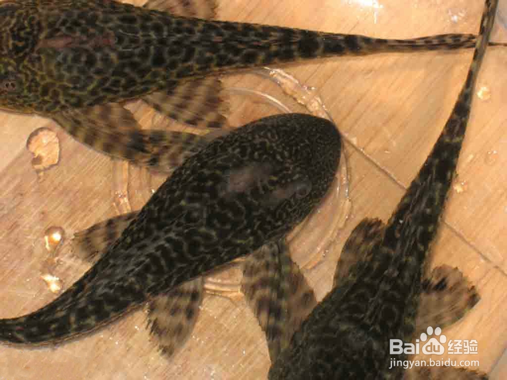 清道夫变白了怎么办？清道夫颜色变浅怎么办？