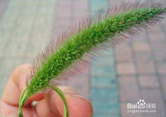 用狗尾巴草怎么编东西