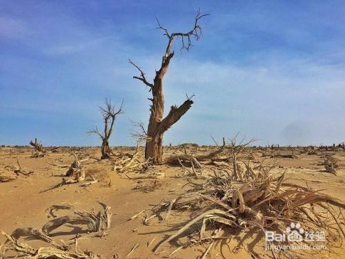 让树木快速枯死的方法