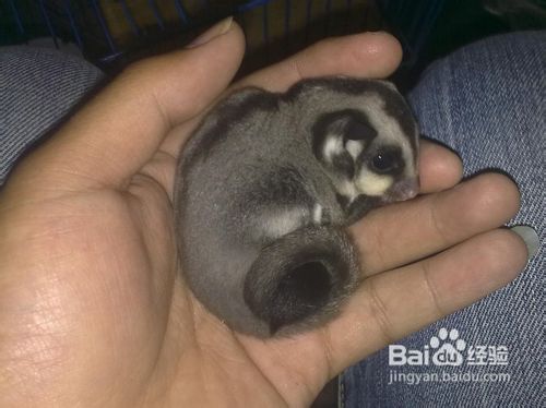 养蜜袋鼯的新人们要准备哪些思想?