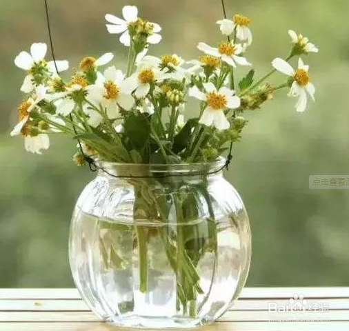 扶郎花怎么水养