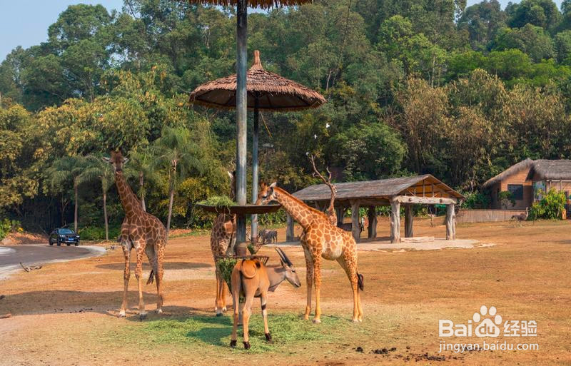 广州长隆野生动物世界攻略2
