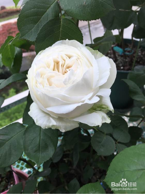 最抗病耐热好养的月季