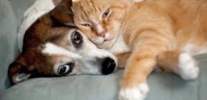 养狗又养猫，狗和猫怎么相处