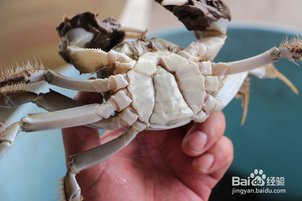 买大闸蟹要如何去挑最好最肥的呢