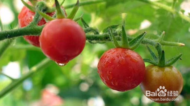 如何在阳台种番茄？