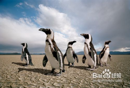 团队协作：企业不需要独行侠！