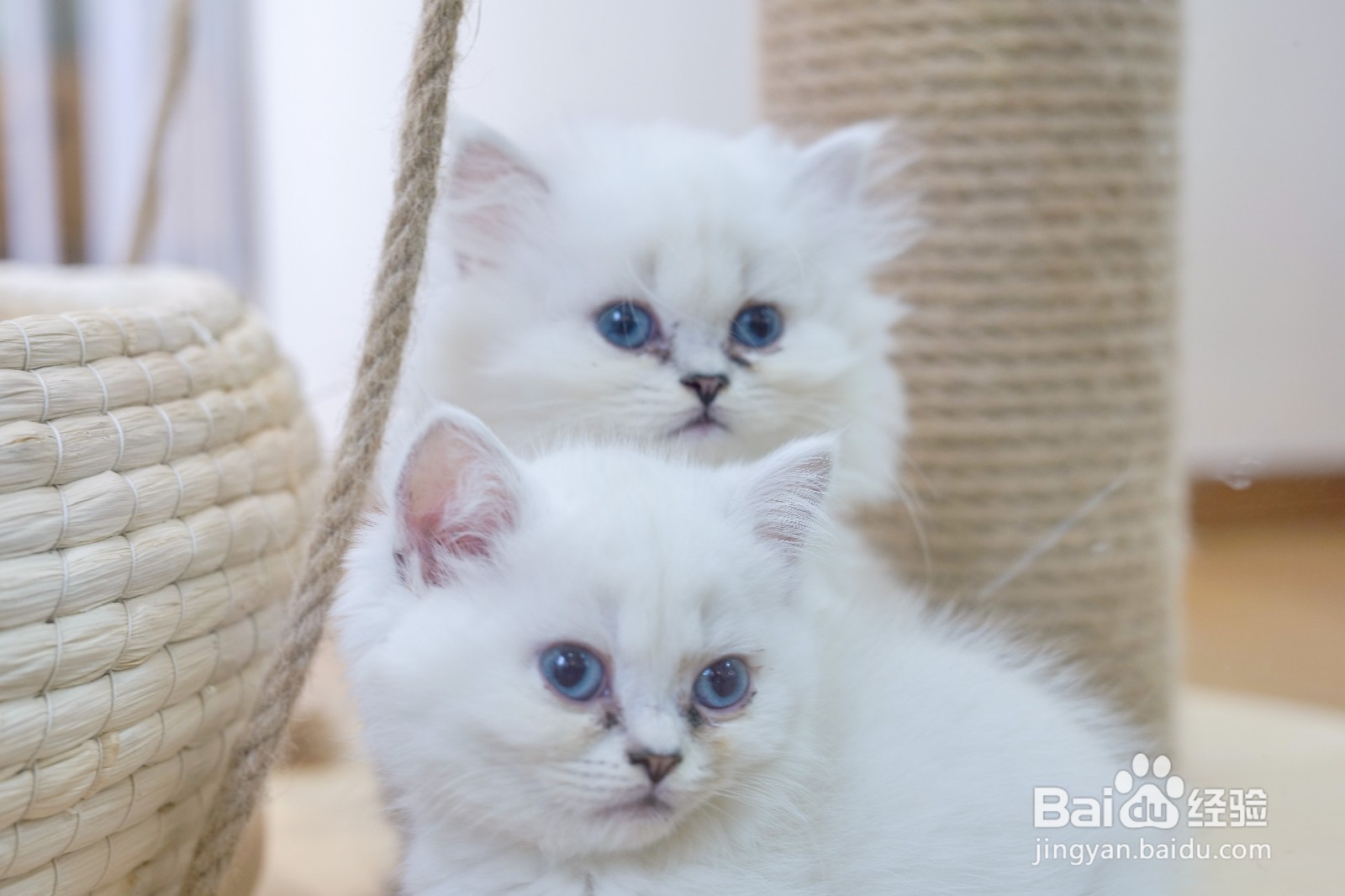 加盟宠物连锁店哪家比较好