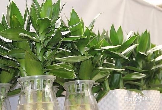 水培富贵竹要领