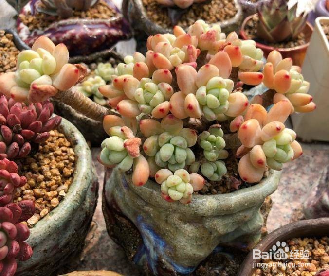 新手如何栽多肉
