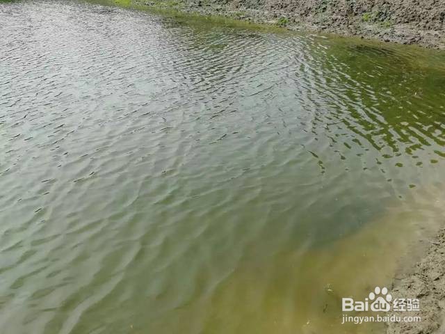 水塘绿藻过多怎么办