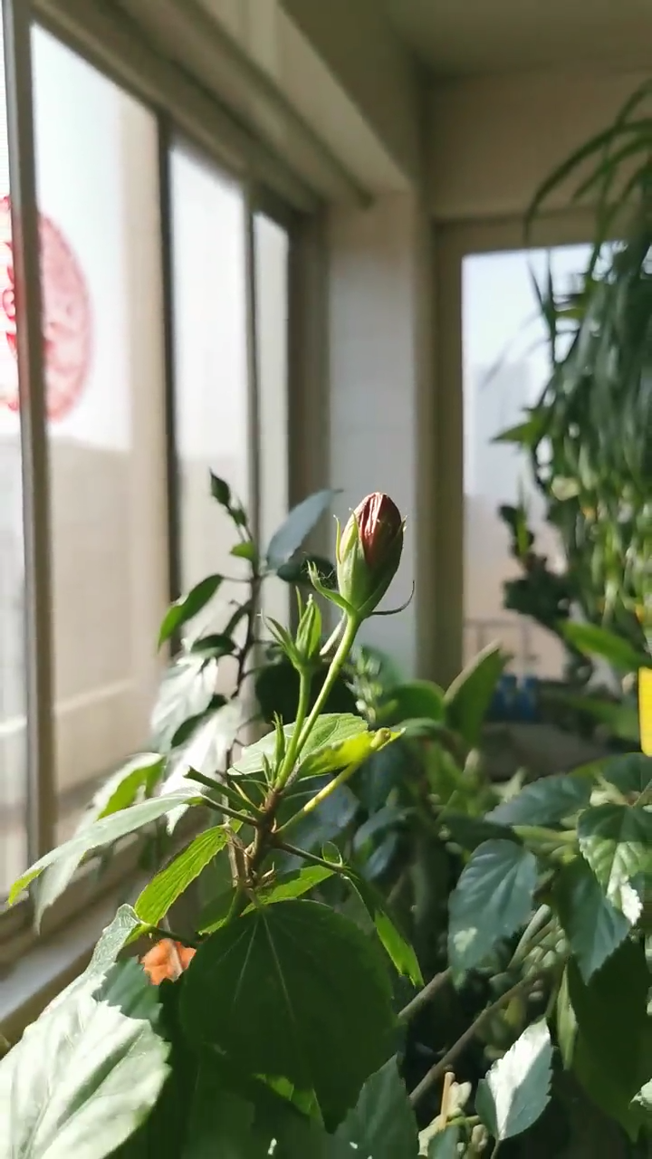 如何用手机拍出小景深画面？